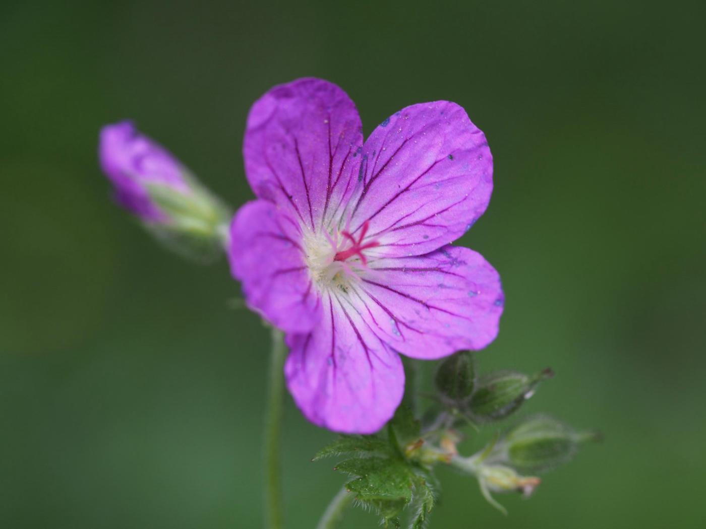 Cranesbill, Wood flower